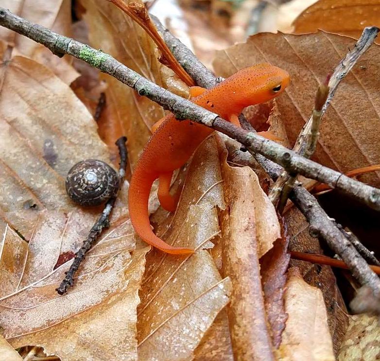 An eft with a snail.